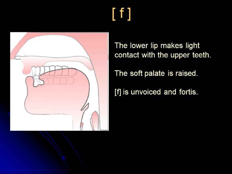 The lower lip makes light contact with the upper teeth.  The soft palate